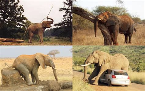 大象鼻子功能 怎麼看自己有沒有車關